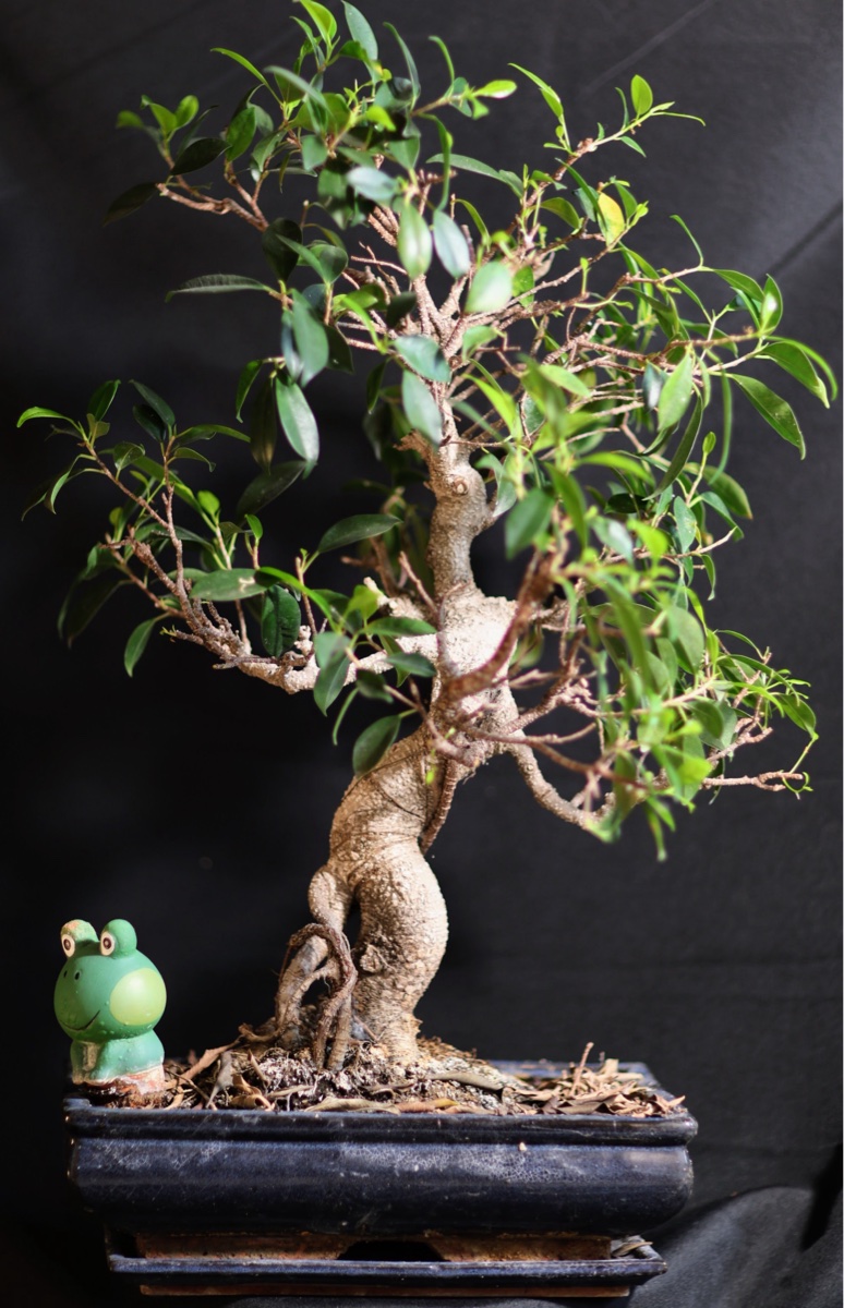 Plant