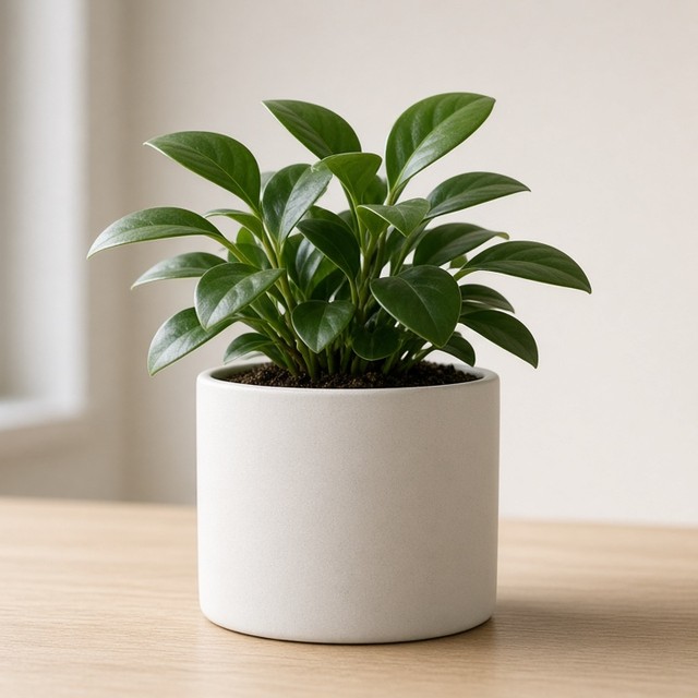 Plant