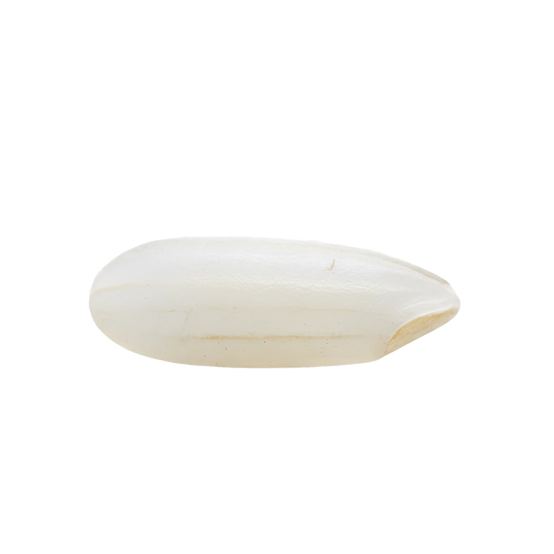 Kernel of Rice (Copy) (Copy) (Copy)