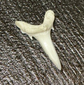 Shark Tooth Fossil