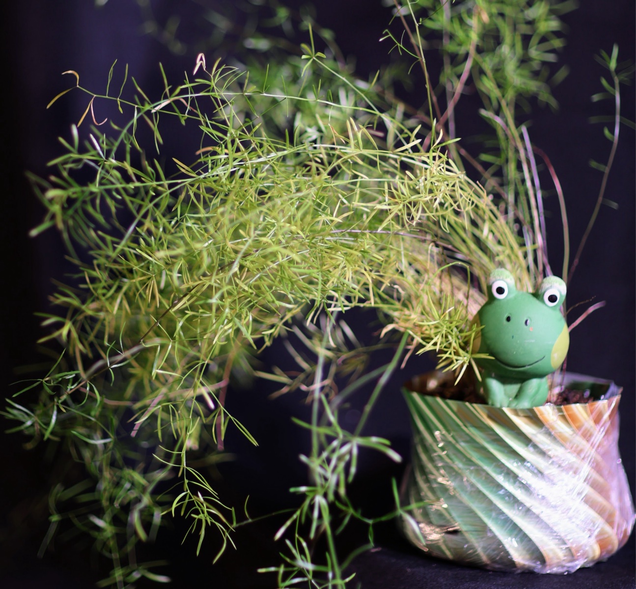 Asparagus Fern in Decorative Pot with Frog Figurine