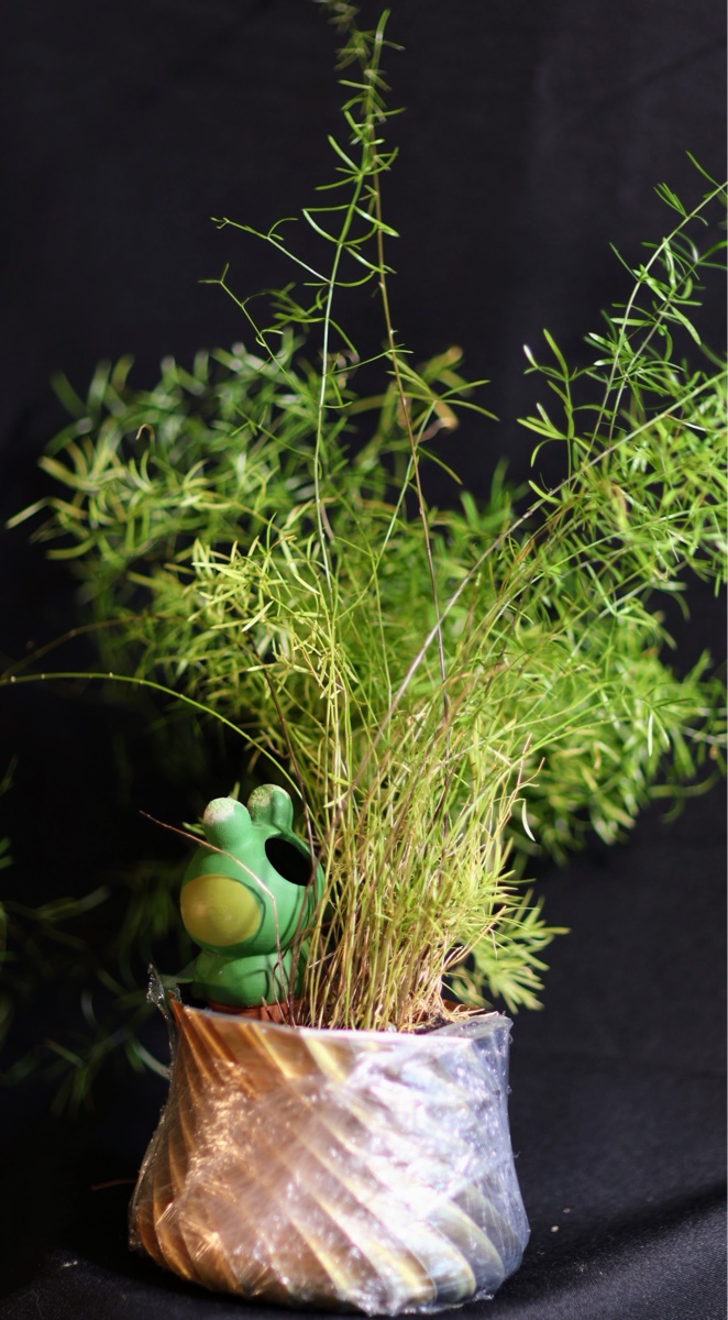 Asparagus Fern in Decorative Pot with Frog Figurine