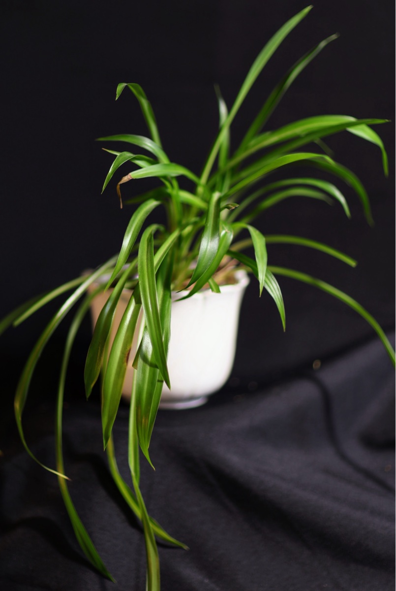 Spider Plant in White Ceramic Pot