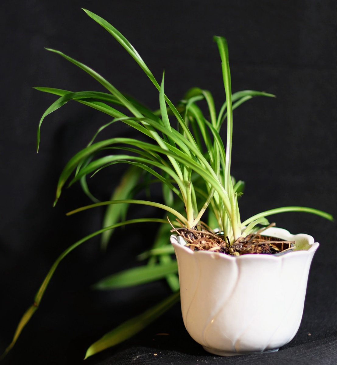 Spider Plant in White Ceramic Pot