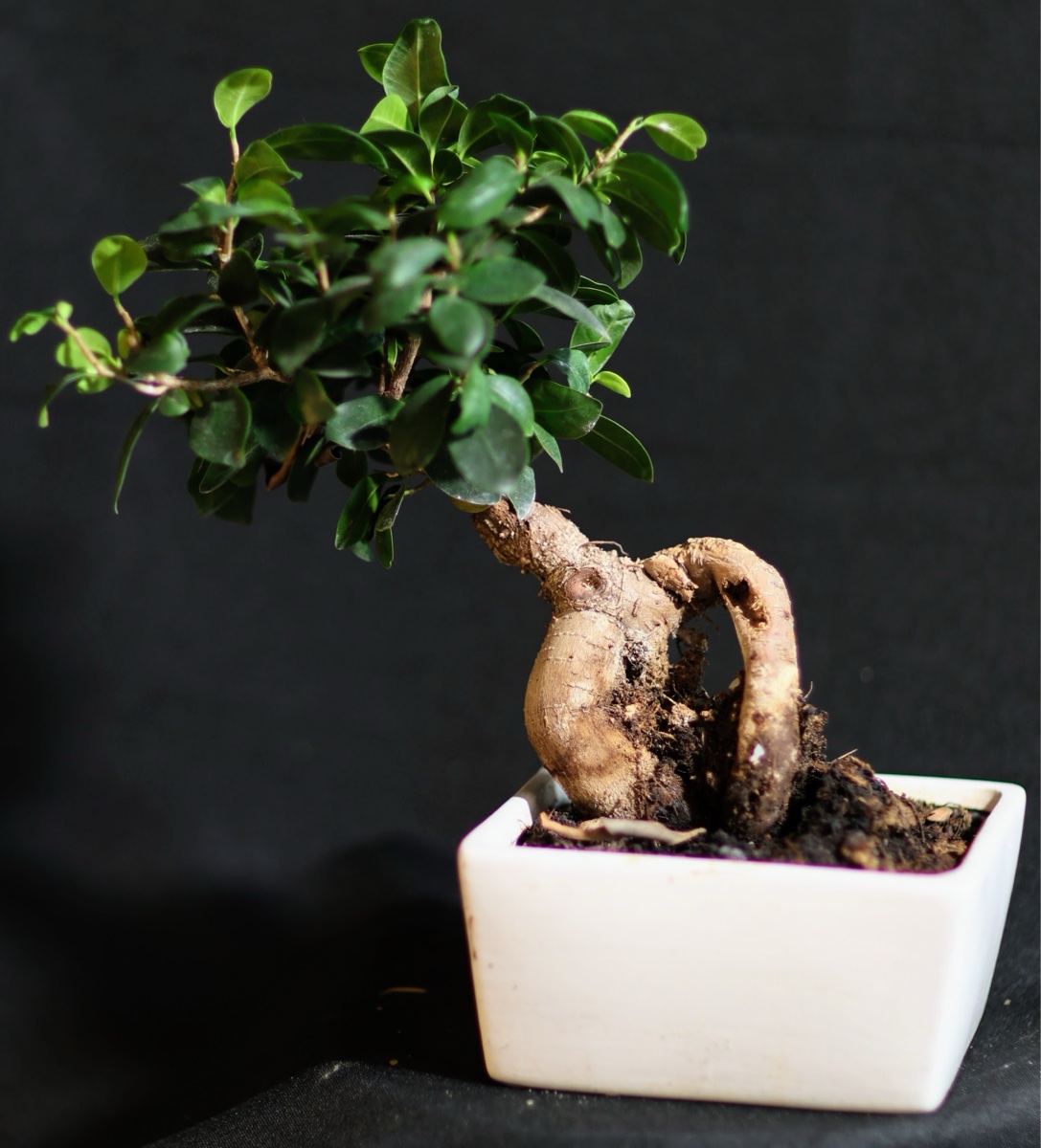 Ficus Ginseng Bonsai Tree in White Ceramic Pot
