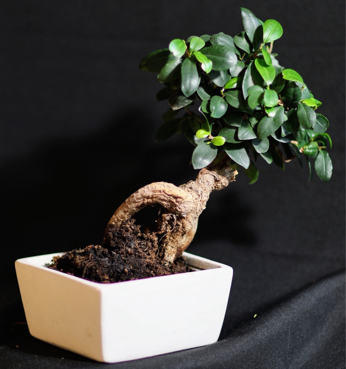Ficus Ginseng Bonsai Tree in White Ceramic Pot