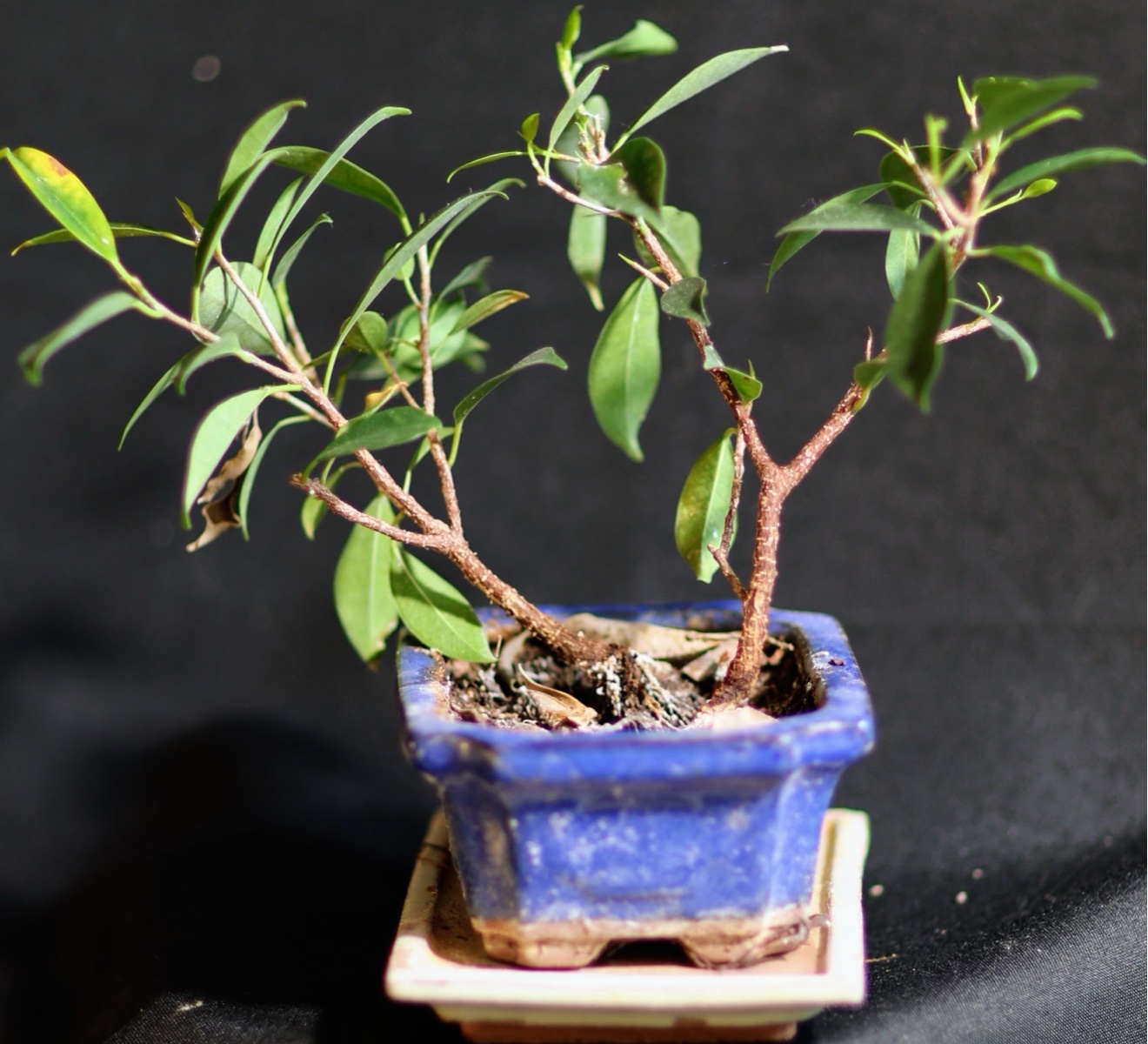 Small Ficus Bonsai Tree in Blue Pot