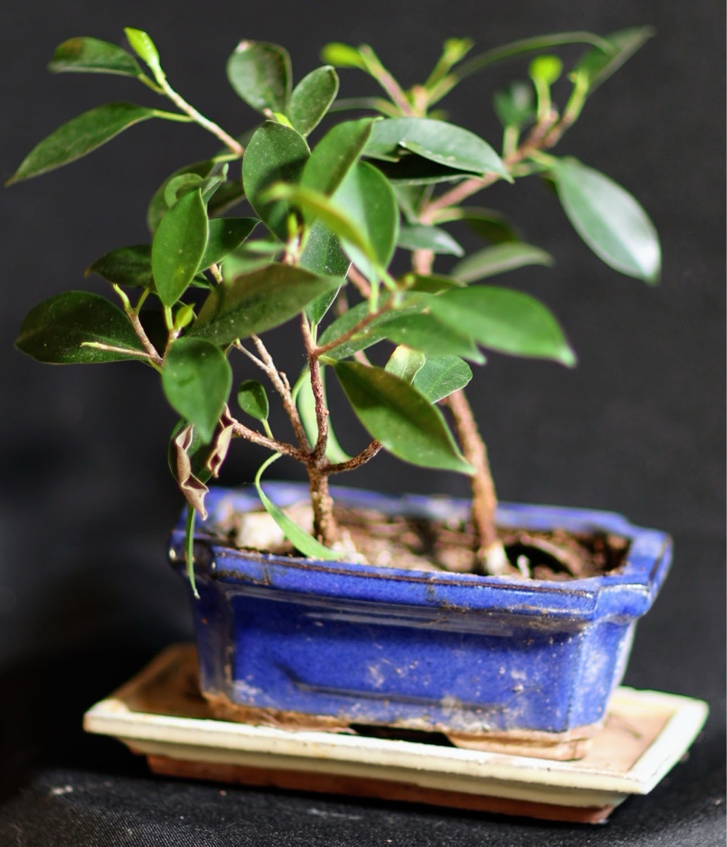 Small Ficus Bonsai Tree in Blue Pot