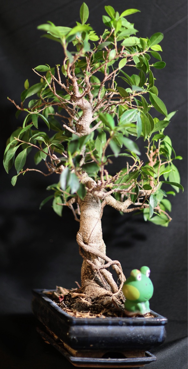 Ficus Bonsai Tree with Gnarled Trunk