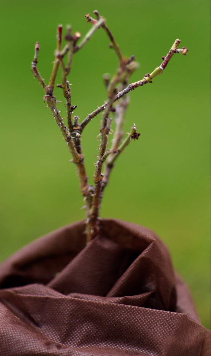 Dormant Rose Plant in Fabric Pot
