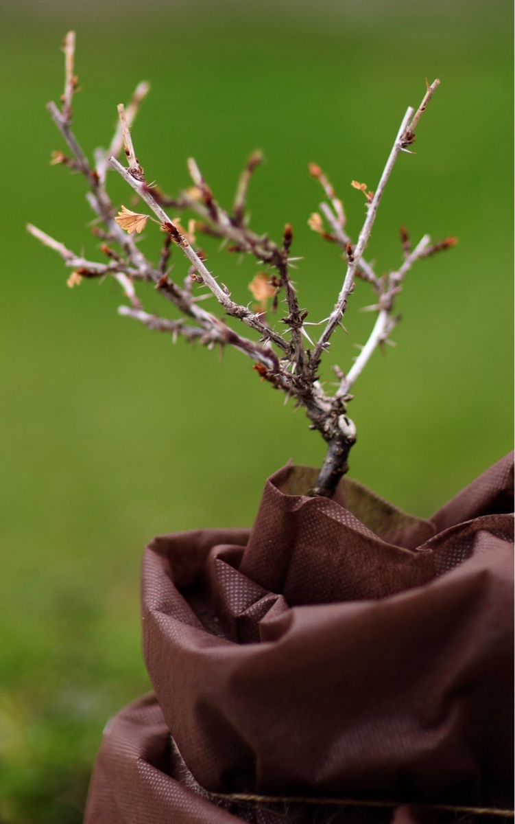 Gooseberry Bonsai