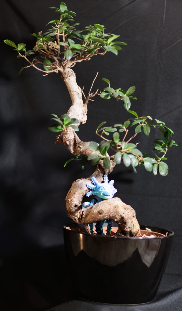 Ficus Bonsai Tree with Axolotl Figurine