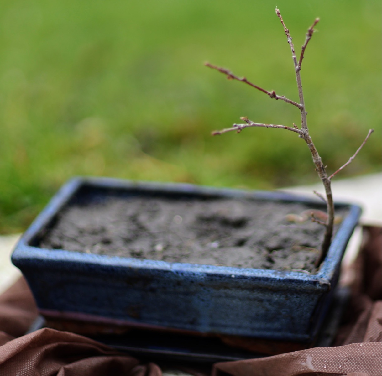 Oak sapling bonsai in winter