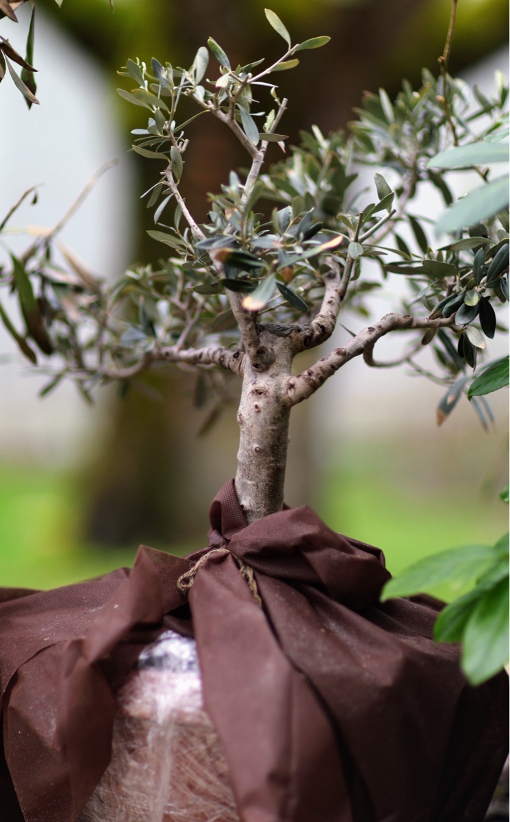Young Olive Tree Bonsai