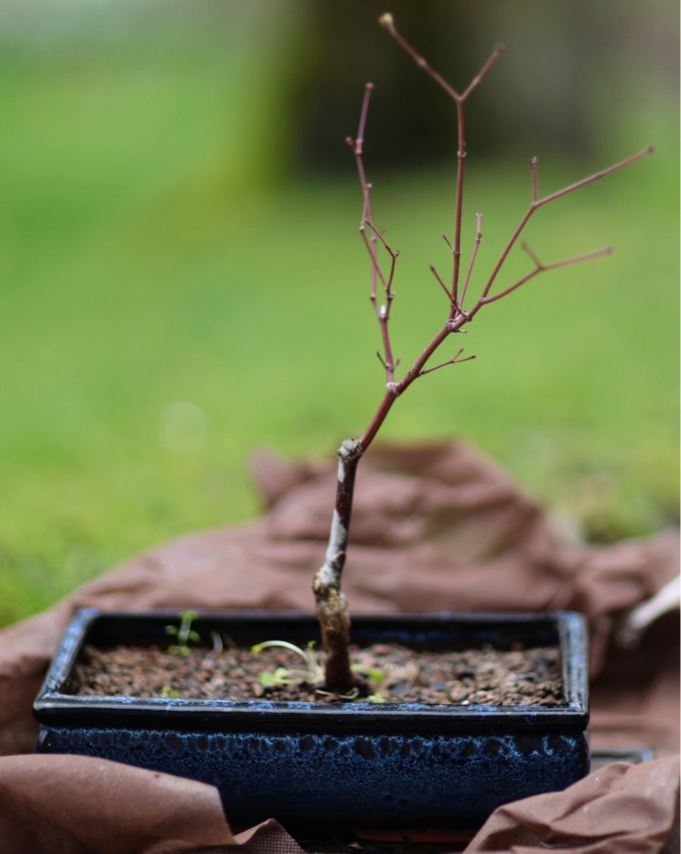 Japanese Maple Bonsai Tree
