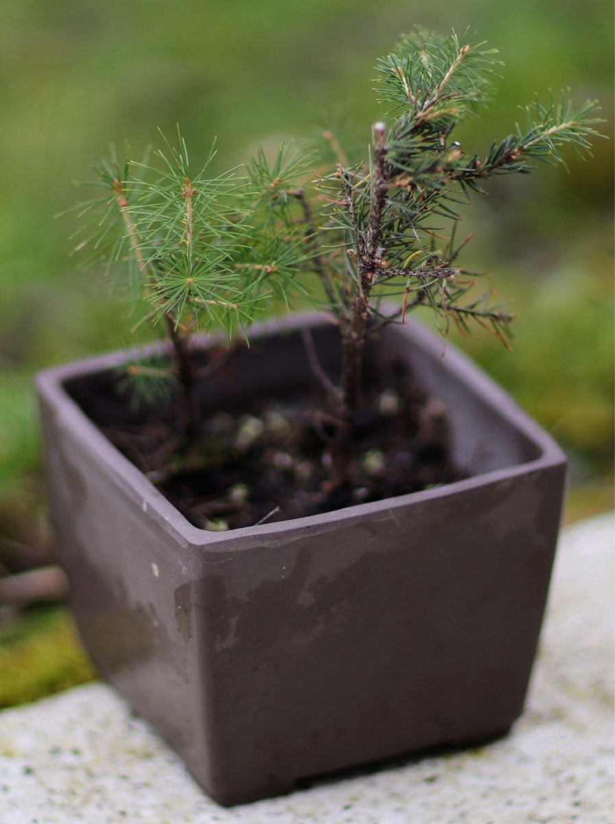 Small Conifer Bonsai